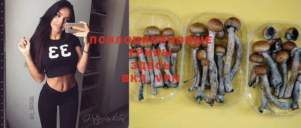 прущие грибы Баксан